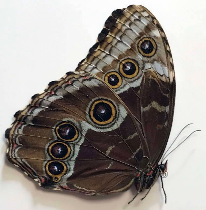 morpho_helenor_carillensis_m_cr_v-standard.jpg
