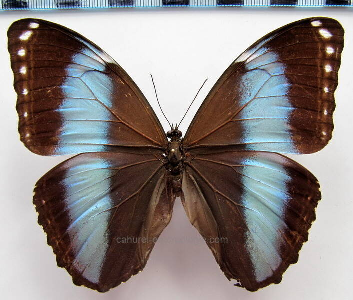 morpho_helenor_helenor_bresil-standard.jpg