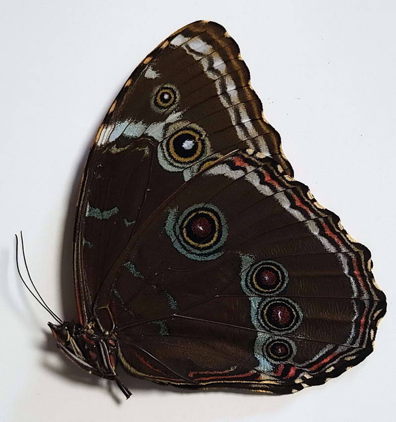 morpho_helenor_lacommei_f_per_v-standard.jpg