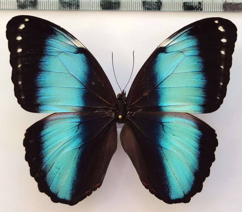 morpho_helenor_lacommei_m_per-standard-4hlegy.jpg