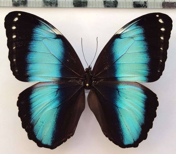 Morpho helenor lacommei  mâle A1- Pérou