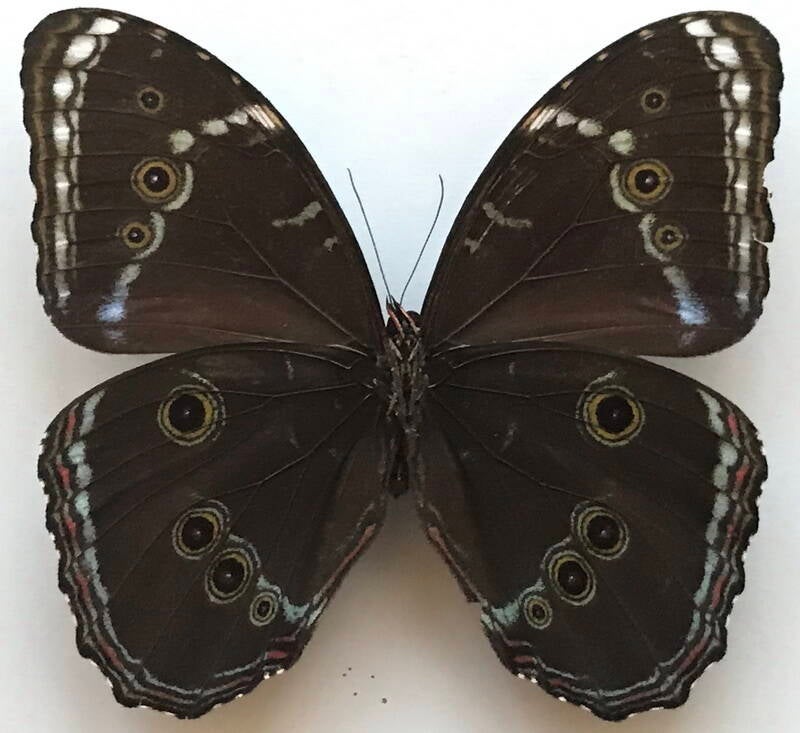 morpho_helenor_lacommei_m_per_v-standard-axz9u1.jpg