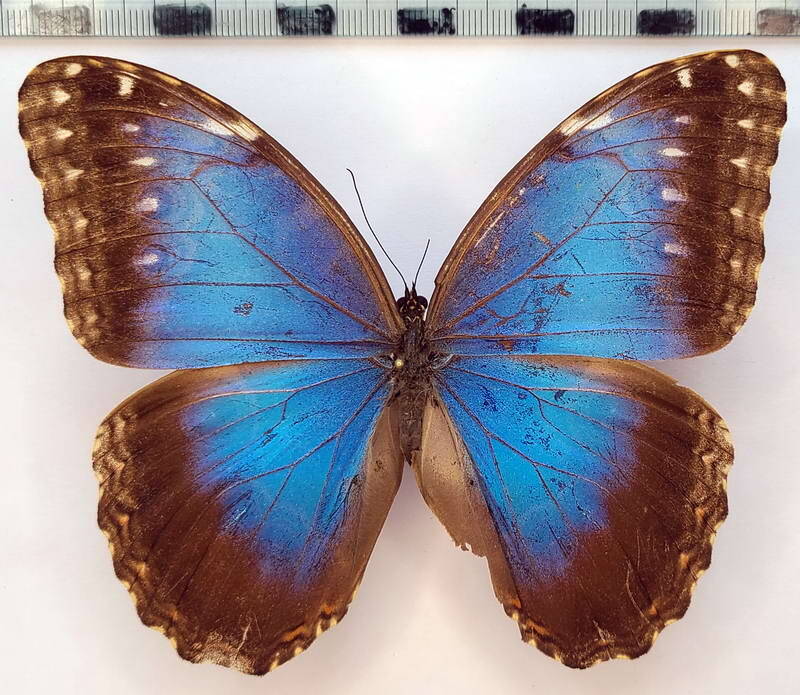 morpho_helenor_octavia_mex-standard.jpg