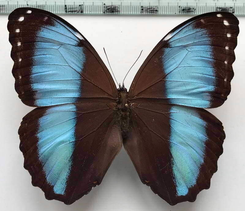morpho_helenor_papirius_m_perou-standard.jpg