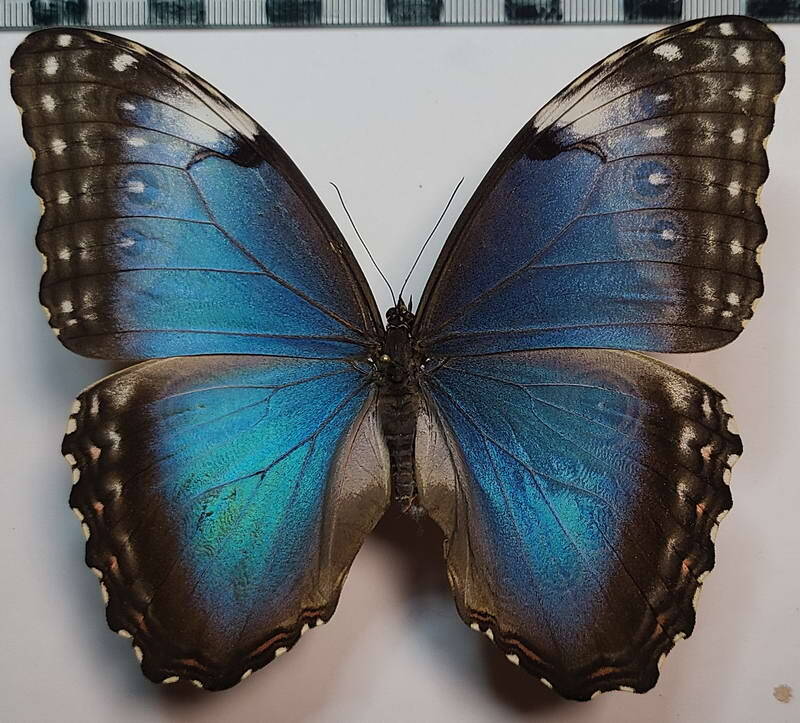 morpho_helenor_rugitaeniatus_f01_eq-standard.jpg