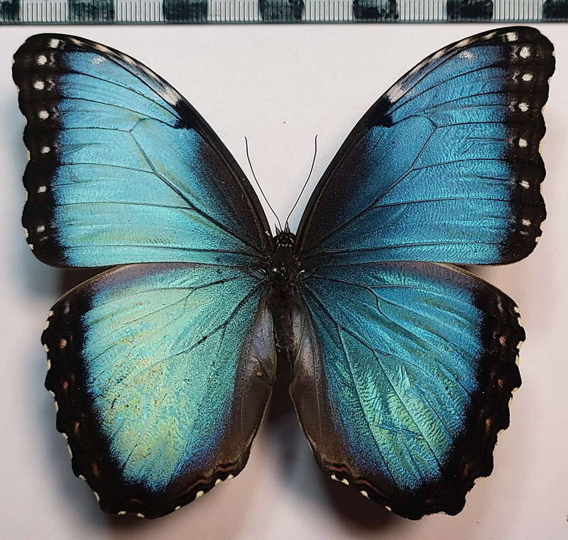 morpho_helenor_rugitaeniatus_m01_eq-standard.jpg