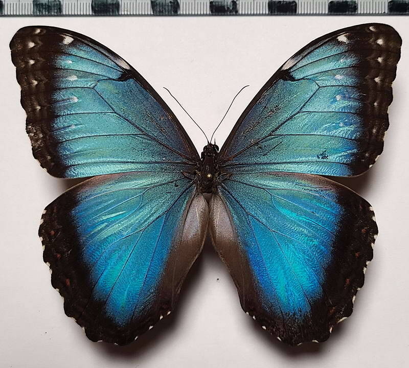 morpho_helenor_rugitaeniatus_m_eq-standard.jpg