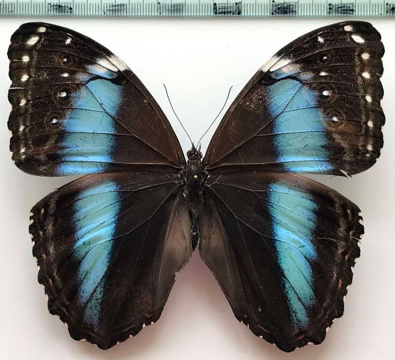 morpho_helenor_theodorus_f_eq-standard.jpg