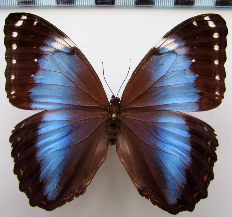 morpho_helenor_violaceus_m01bresil-standard.jpg
