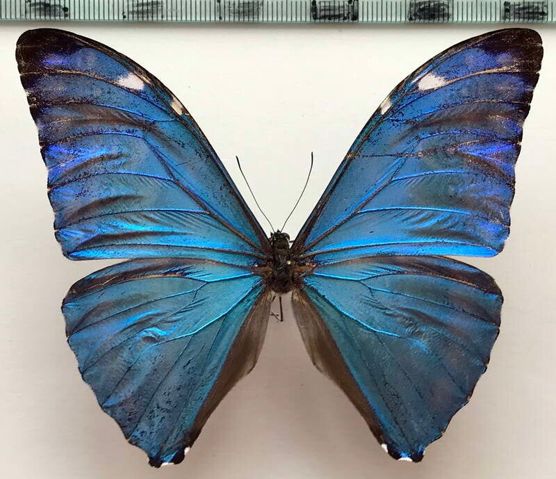 Morpho marcus mâle A1- Pérou