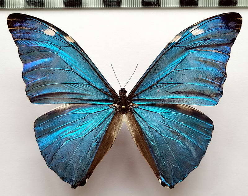 morpho_marcus_m_per-standard-jpdjjx.jpg