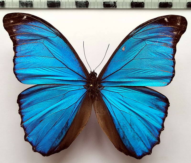 morpho_menelaus_chantalae_m_vnz-standard.jpg