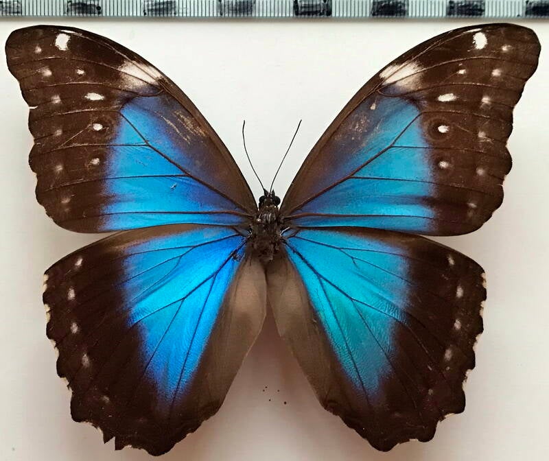 morpho_menelaus_f_bresil-standard.jpg