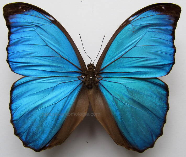 morpho_menelaus_huebneri_bresil-standard.jpg