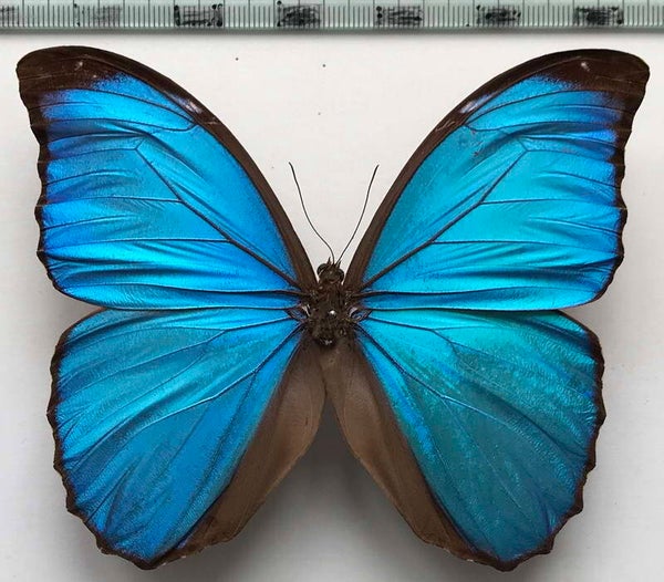 Morpho menelaus mâle A1-  Brésil