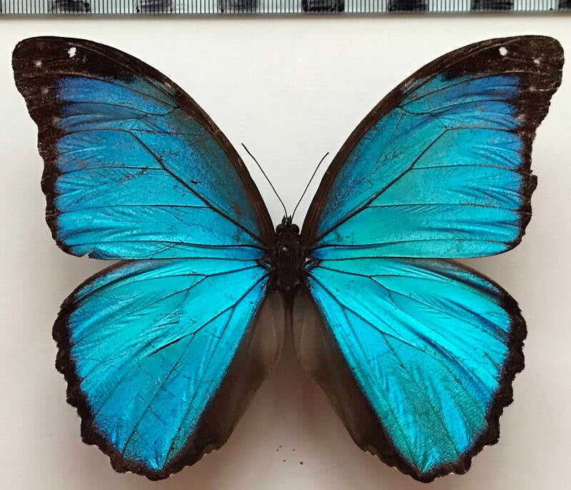 morpho_menelaus_occidentalis_m_eq-standard-fpnifq.jpg