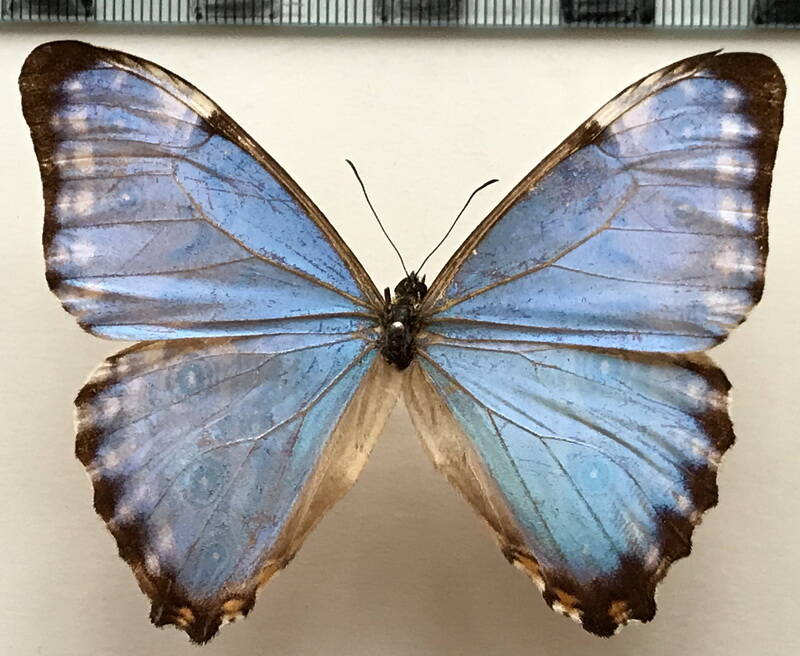 morpho_portis_m_bresil-standard.jpg