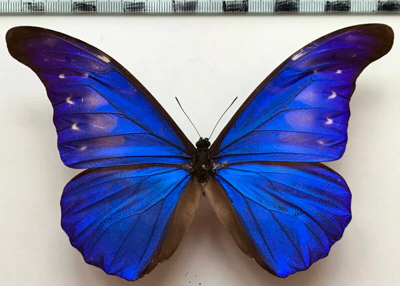 morpho_rethenor_cacica_m_perou-standard.jpg