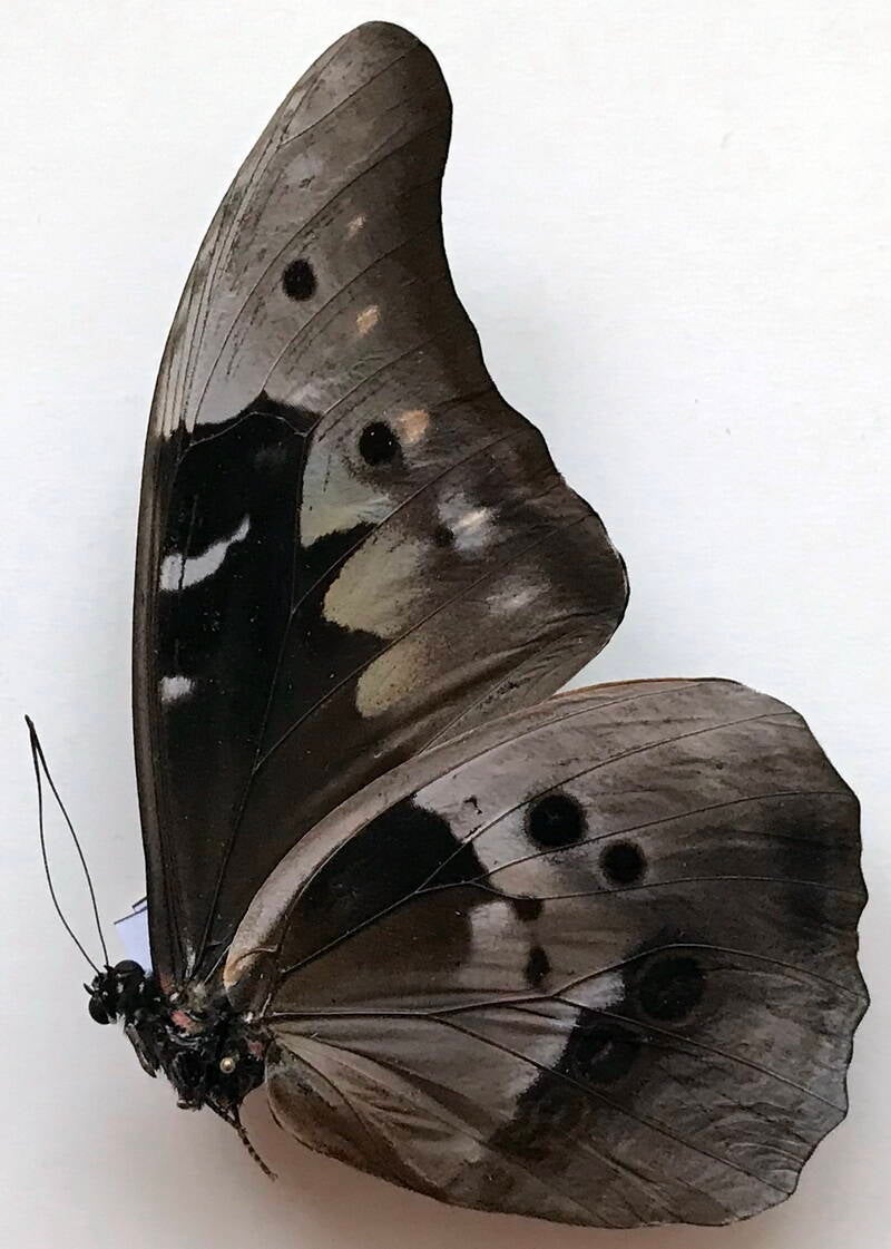 morpho_rethenor_cacica_m_perou_v-standard.jpg