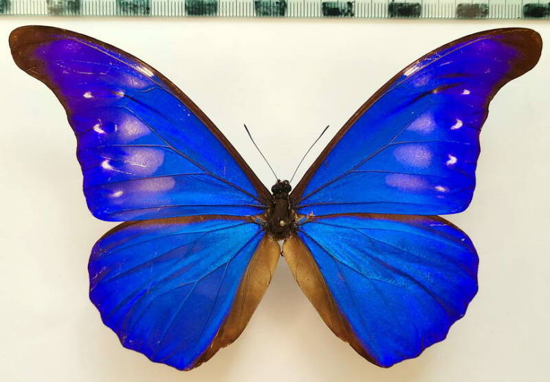 morpho_rethenor_cacica_m_perrou-standard.jpg