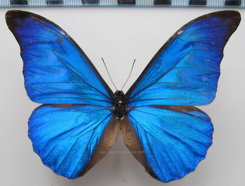 morpho_rethenor_eusebes_bresil-standard.jpg