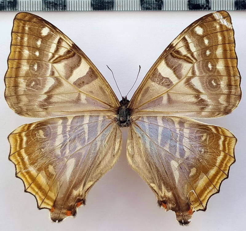 morpho_sulkowskyi_f_per-standard.jpg
