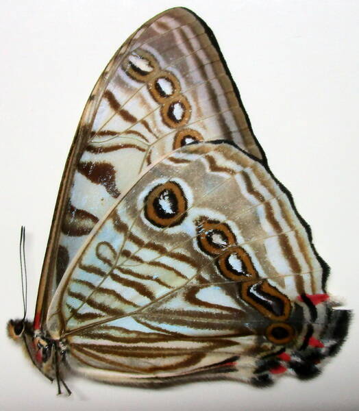 morpho_sulkowskyi_m_eqv-standard-kp8bde.jpg