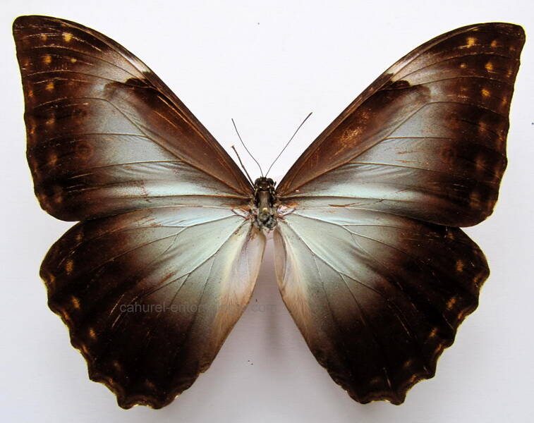 morpho_telemachus_bresil-standard.jpg