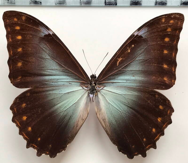 morpho_telemachus_martini_m_per-standard.jpg