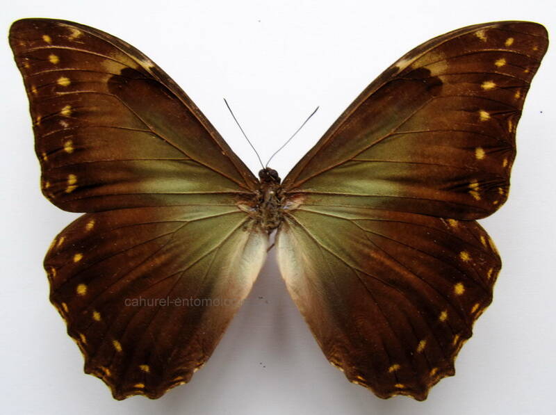 morpho_telemachus_metellus_bresil-standard.jpg