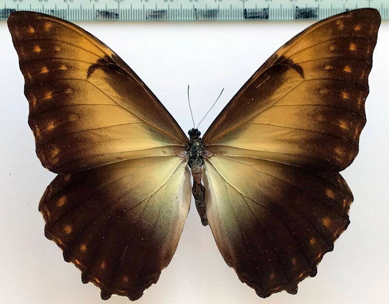 morpho_telemachus_metellus_m_br-standard.jpg