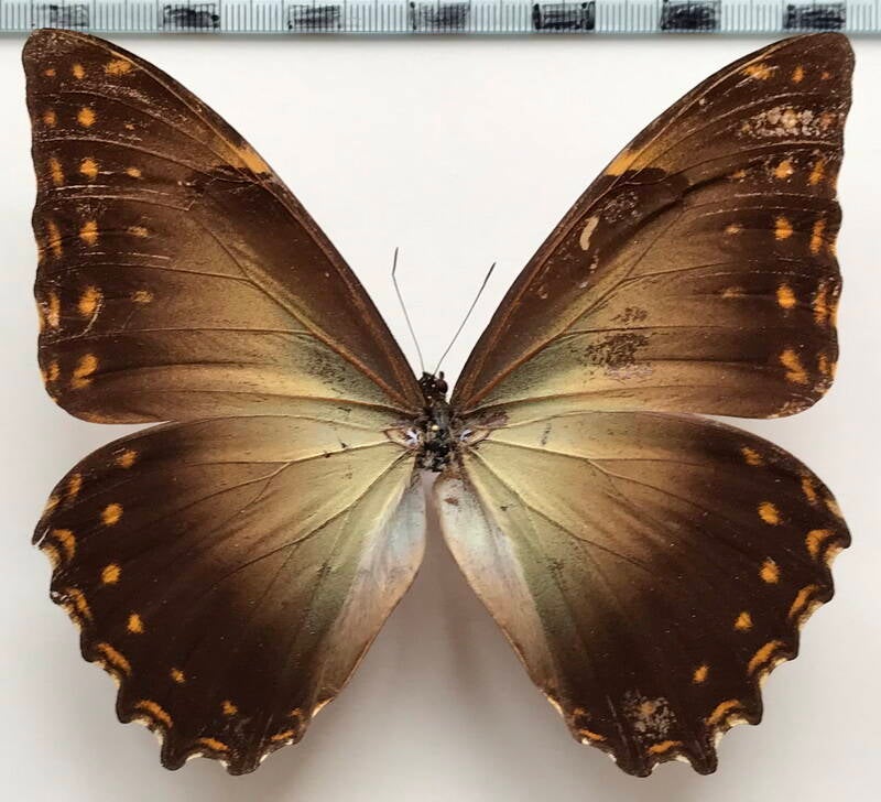 morpho_telemachus_penelope_m_per-standard.jpg