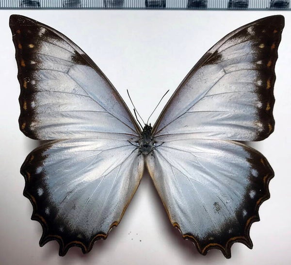 Morpho theseus juturna  mâle A1- Pérou