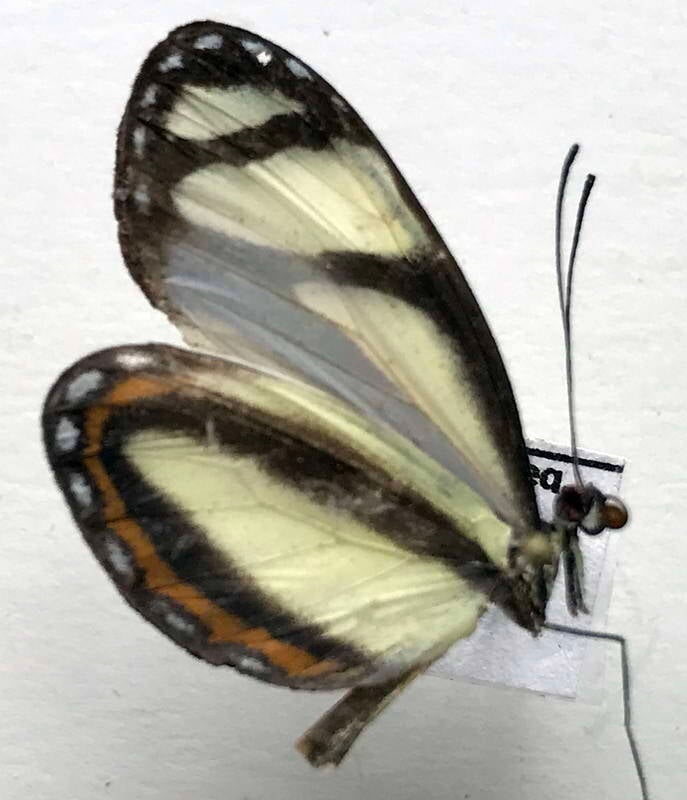 moschoneura_pinthous_ela_m02_eq_v-standard.jpg