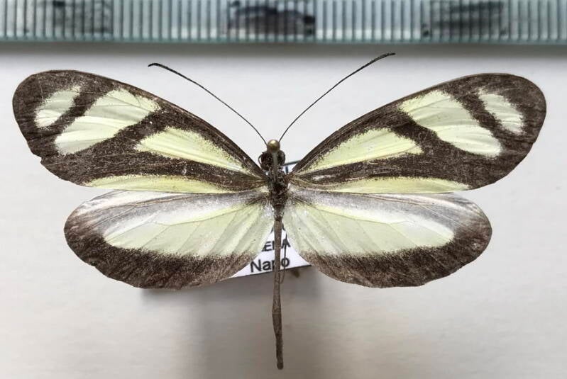 moschoneura_pinthous_ela_m_eq-standard.jpg
