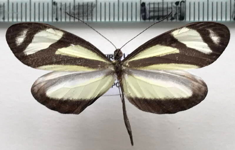 moschoneura_pinthous_proxima_m_eq-standard.jpg
