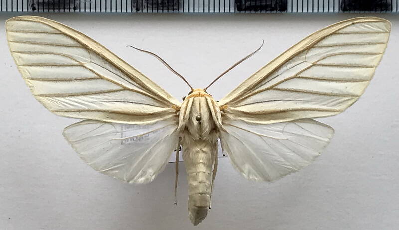 munona_iridescens_m02_eq-standard-8rt913.jpg