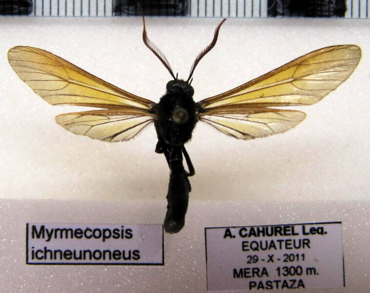 myrmecopsis_ichneumoneus_eq-standard.jpg