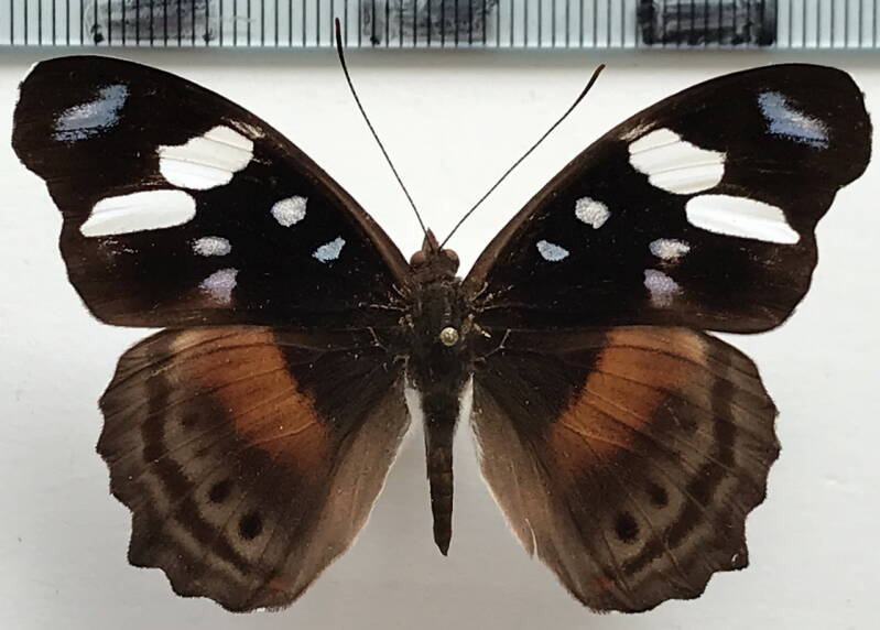 myscelia_capenas_octomaculata_m02_per-standard.jpg