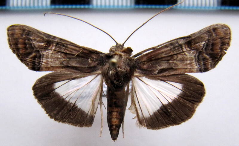 nagara_heterogramma_gf-standard-vkp2dc.jpg