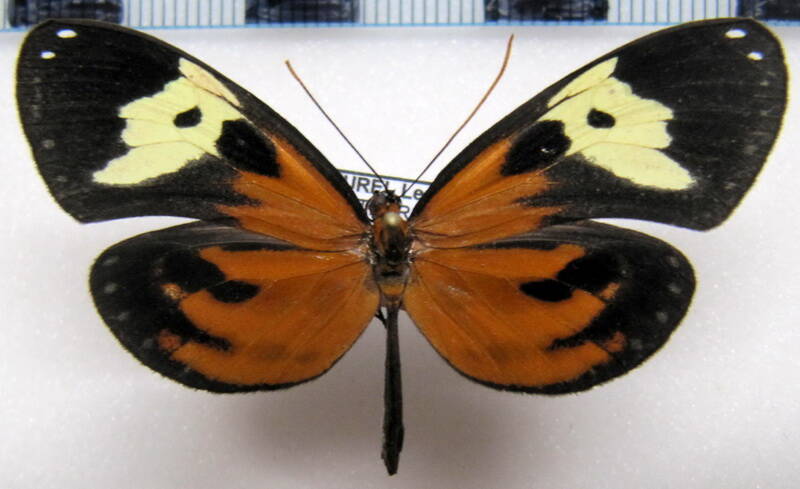 napeogenes_duessa_f_eq-standard.jpg