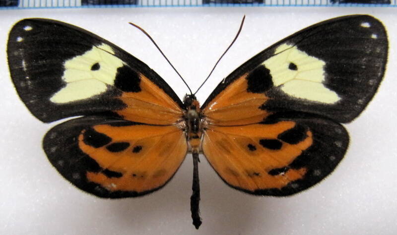 napeogenes_duessa_m01_perou-standard.jpg