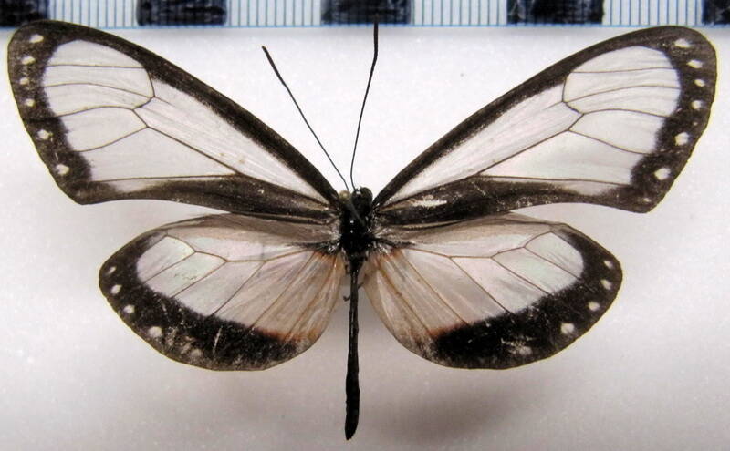napeogenes_glycera_glycera_m_perou-standard.jpg