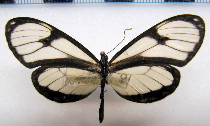 napeogenes_gracillis_f_bol-standard.jpg