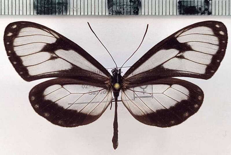 napeogenes_h_harbona_f_eq-standard.jpg