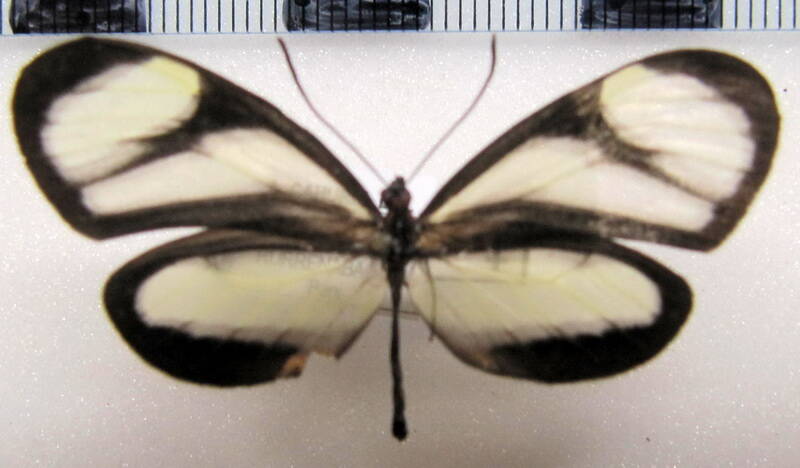 napeogenes_inachia_patientia_f_bol-standard.jpg