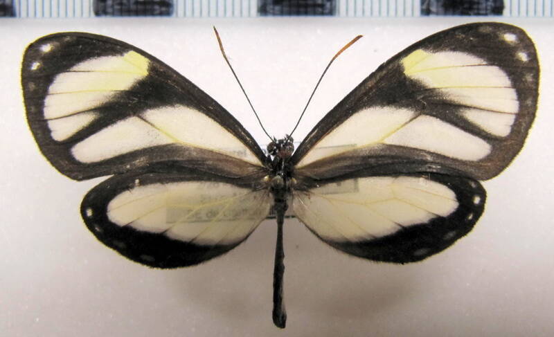 napeogenes_inachia_patientia_f_perou-standard-j63u0q.jpg