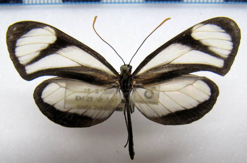 napeogenes_inachia_patientia_m_eq-standard-cvkwo4.jpg