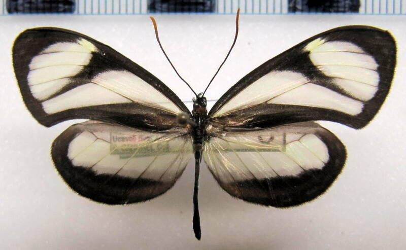 napeogenes_inachia_patientia_m_perou-standard.jpg