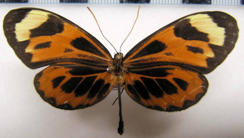 napeogenes_larina_iquitensis_f_perou-standard.jpg
